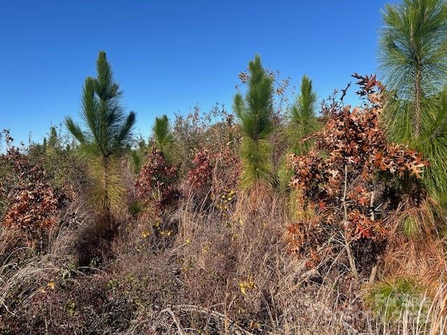 3583 State Rd S-28-87 Bethune, SC 29009 - Photo 10 of 18 a view of a tree in a garden