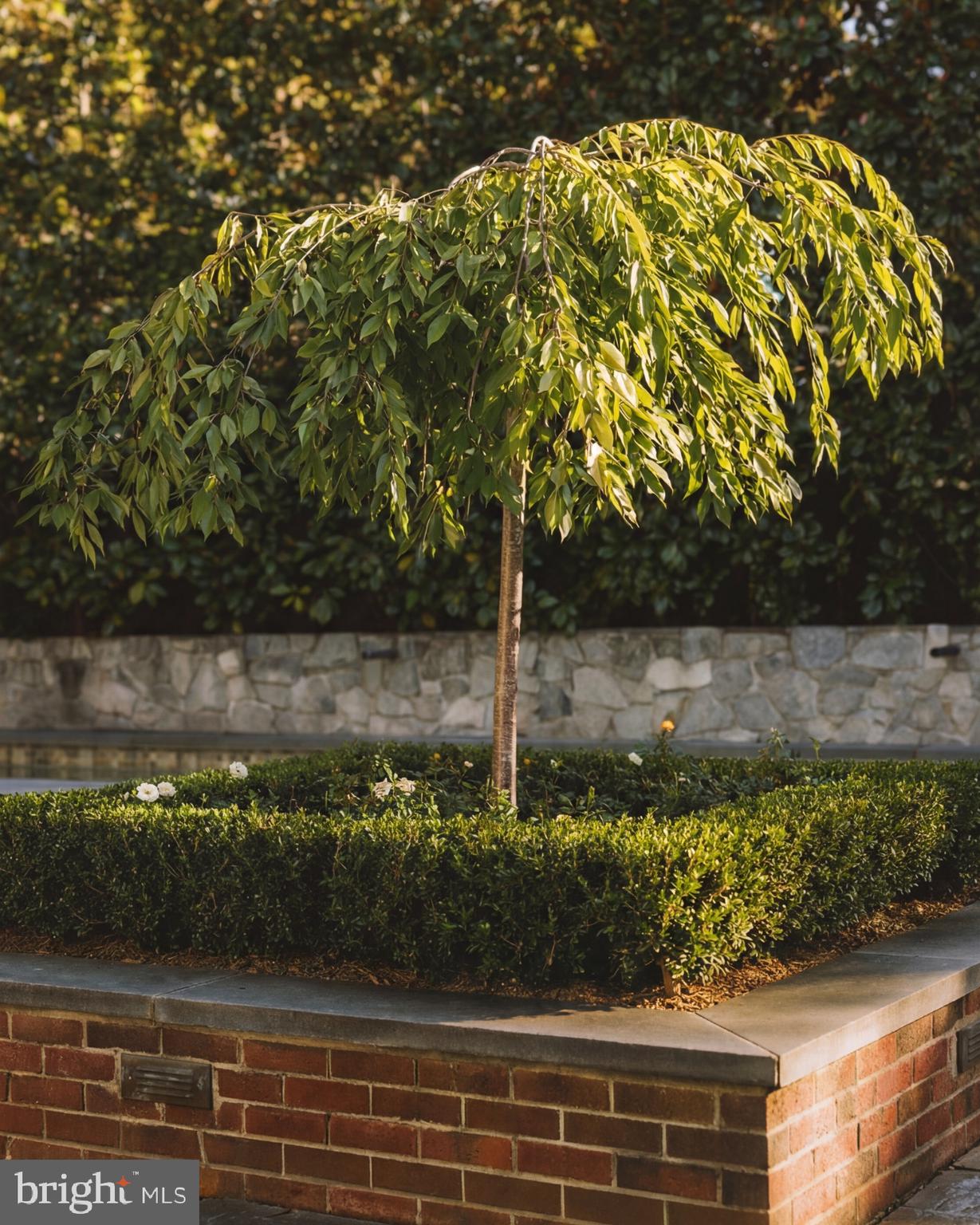 3117 O Street Northwest Washington, DC 20007 - Photo 21 of 33 Mature Landscaping Throughout