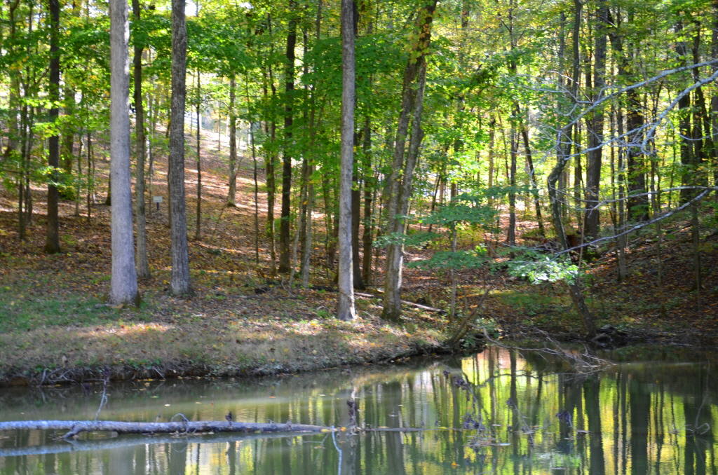 721 Lakeside Coves Way Ten Mile, TN 37880 - Photo 3 of 18 DSC_4596