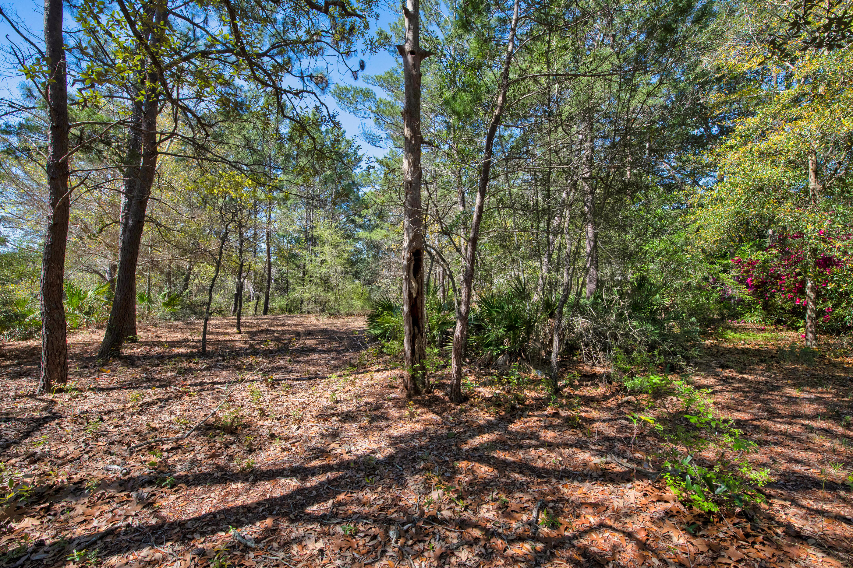 6539 Robar Tesora Street Navarre, FL 32566 - Photo 43 of 48 a view of a forest with trees