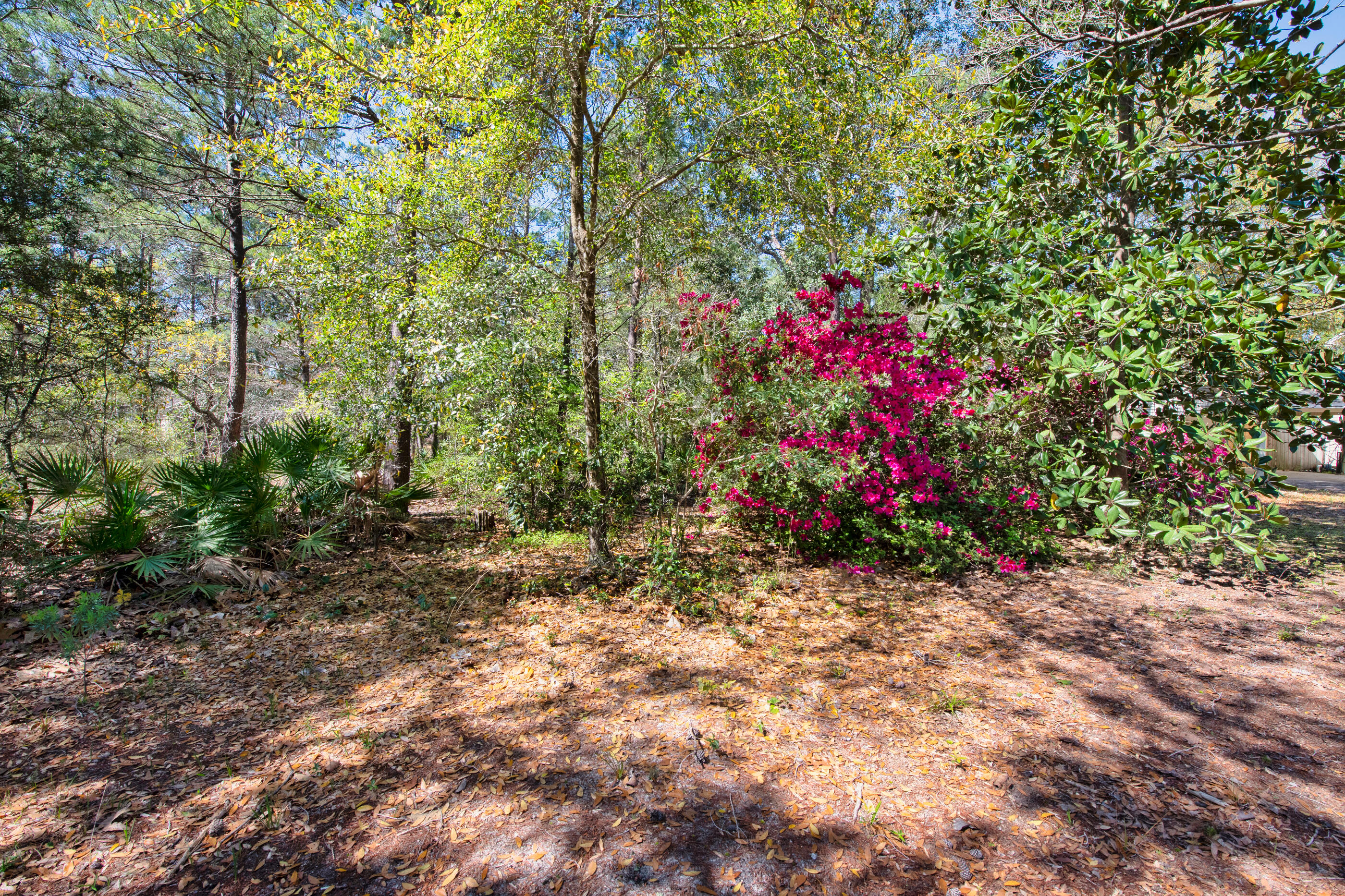 6539 Robar Tesora Street Navarre, FL 32566 - Photo 44 of 48 a view of a pathway with a tree