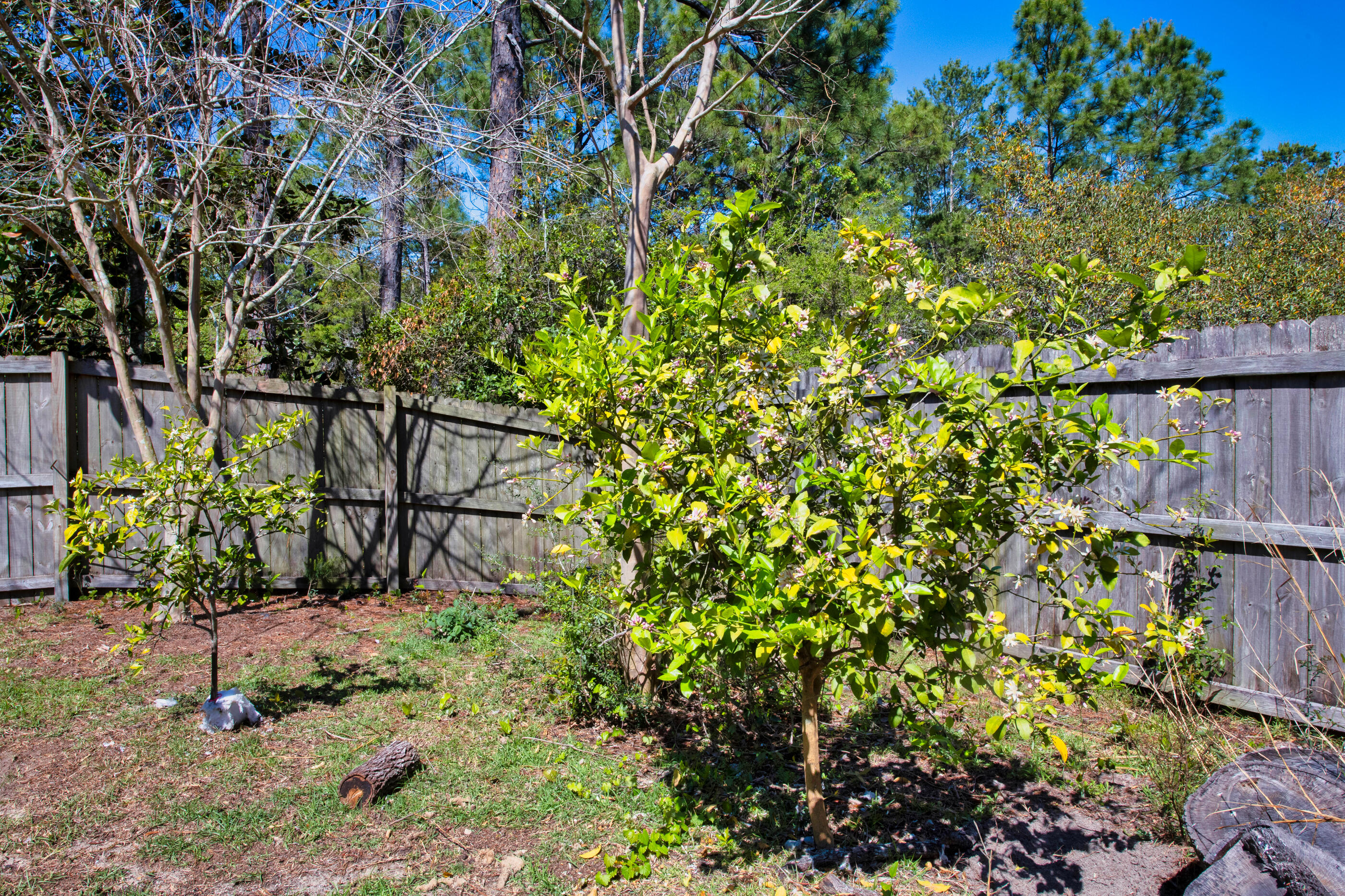 6539 Robar Tesora Street Navarre, FL 32566 - Photo 45 of 48 a backyard of a house with lots of green space