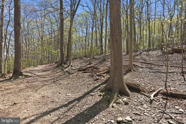 a view of a backyard with trees