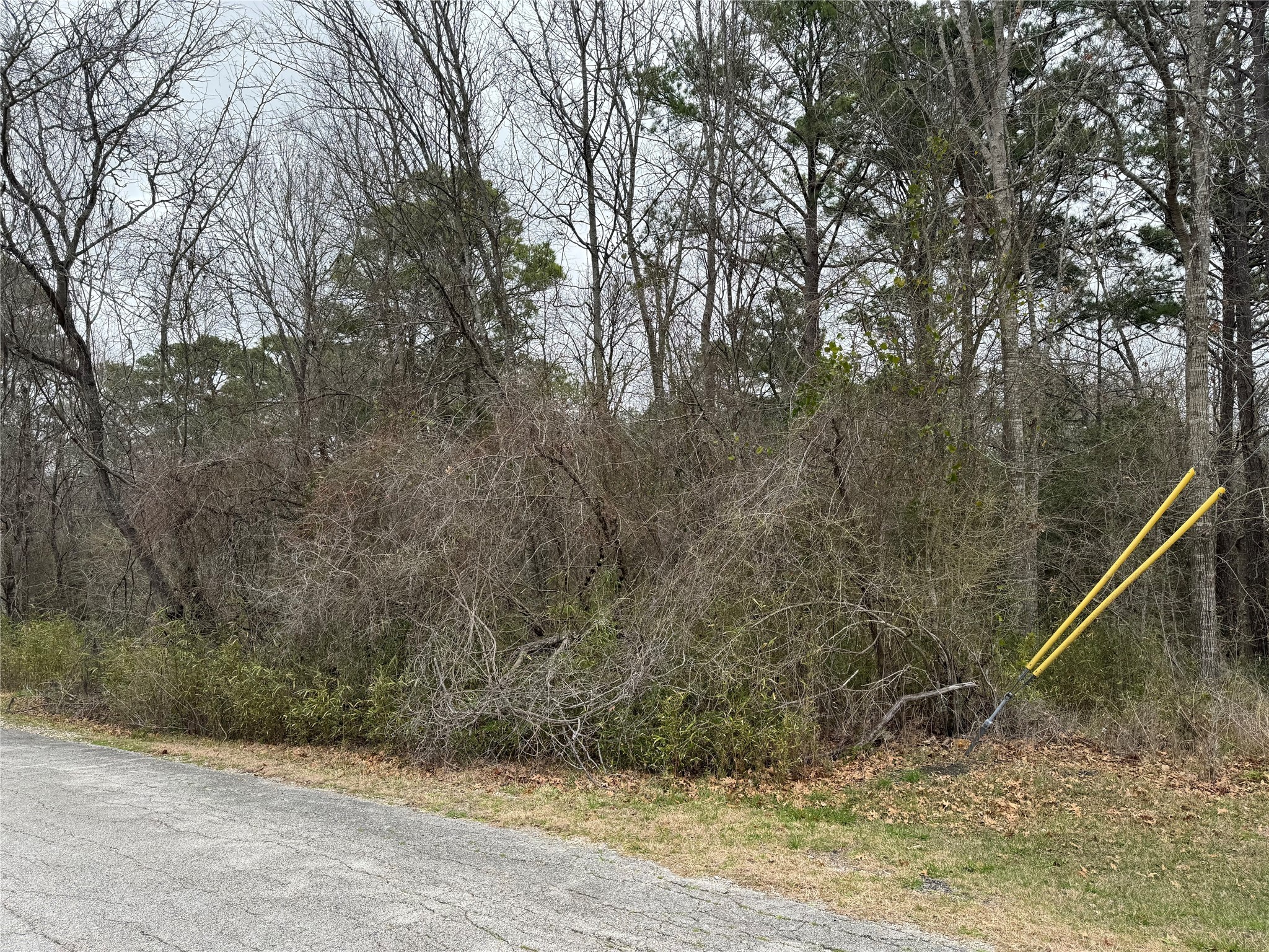 a view of a yard with large trees