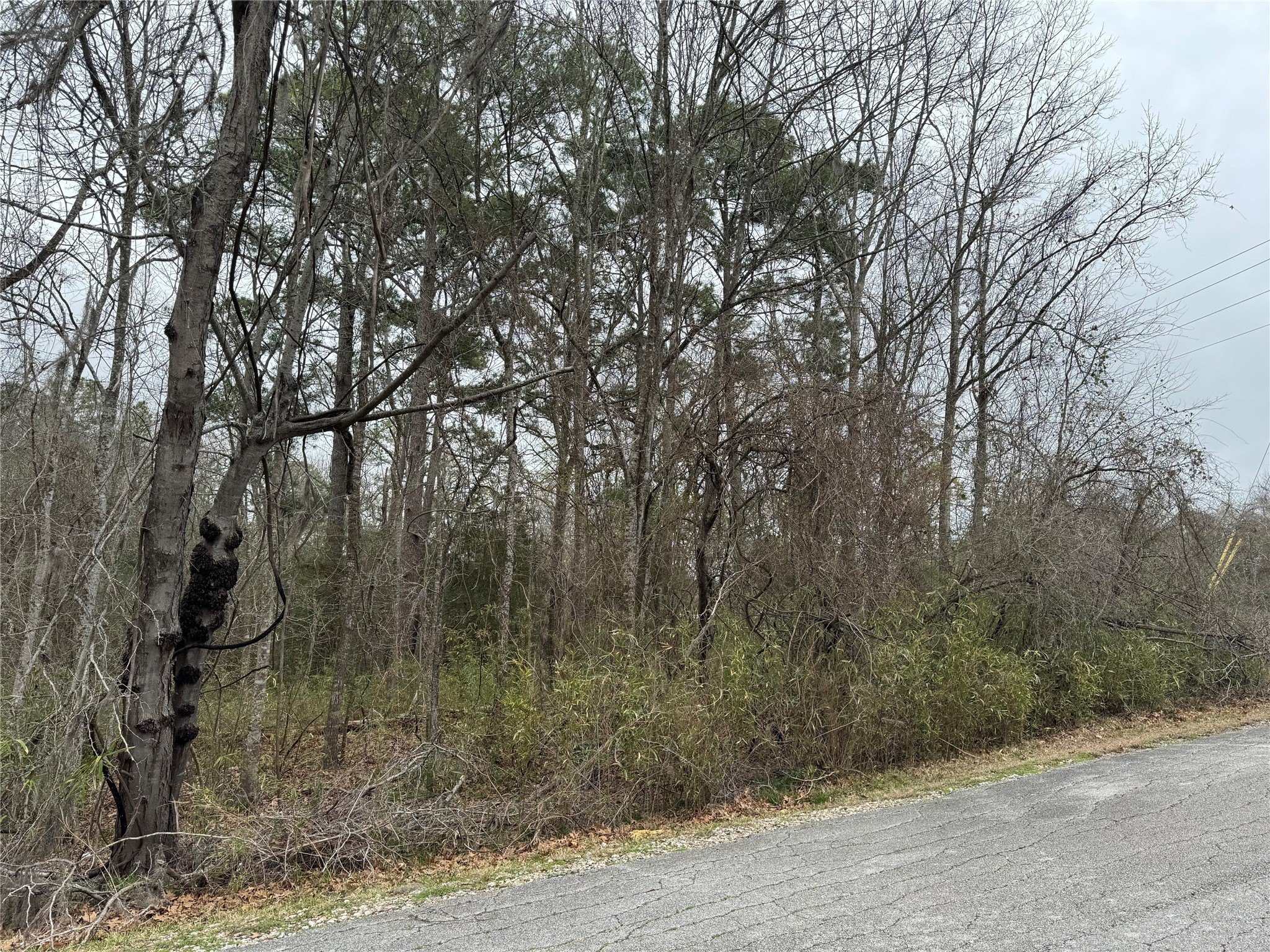 2 Clearwater Circle Coldspring, TX 77331 - Photo 2 of 14 a view of a forest