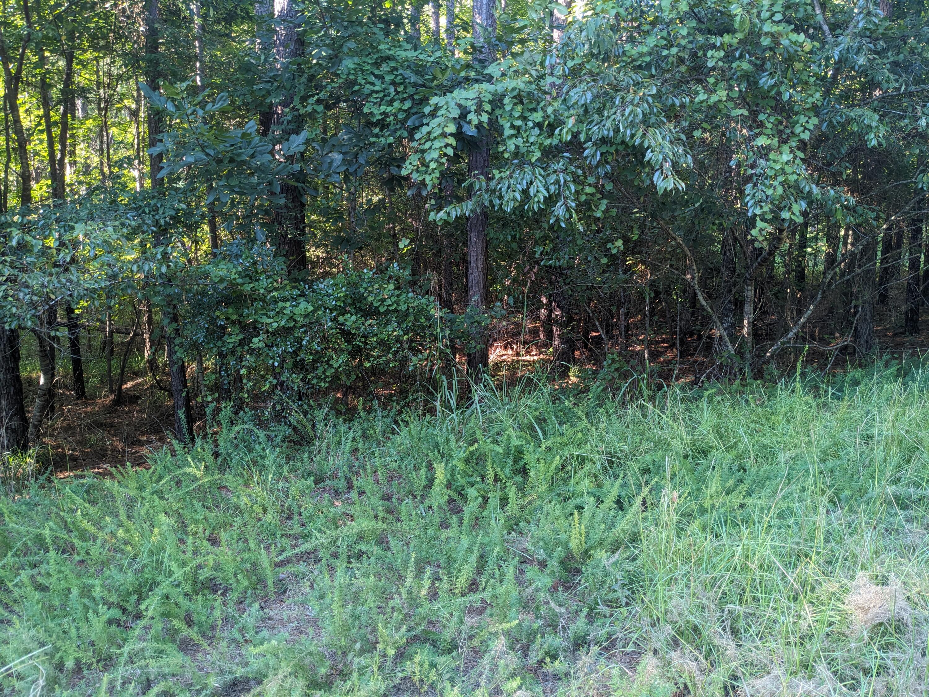 Lot 24 Savannah Ridge Road Lincolnton, GA 30817 - Photo 2 of 4 PXL_20240722_222415286.MP