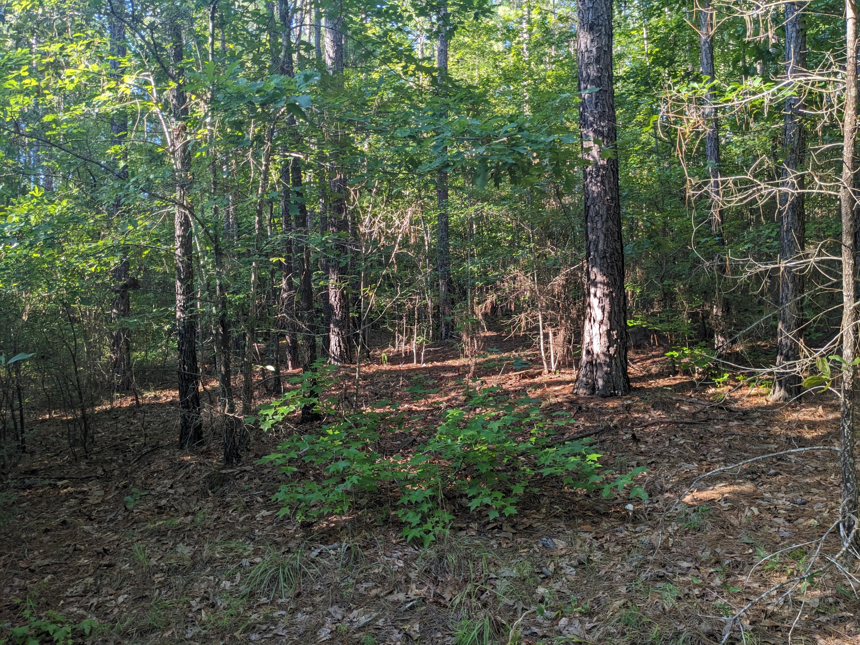 Lot 24 Savannah Ridge Road Lincolnton, GA 30817 - Photo 3 of 4 PXL_20240722_222729813.MP