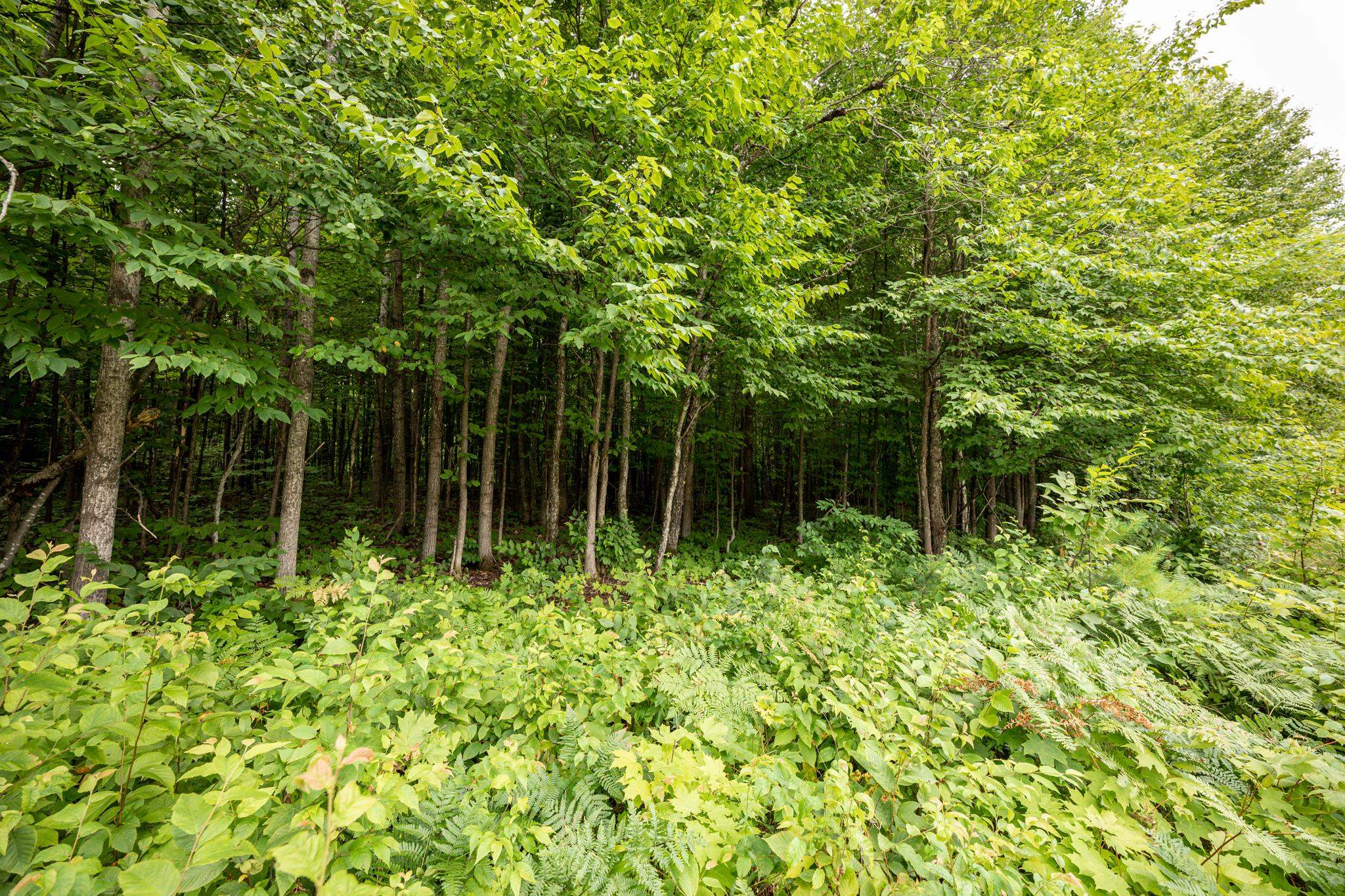 293 West Barrett Road Kingsley, MI 49649 - Photo 52 of 63 1901654-51.JPG