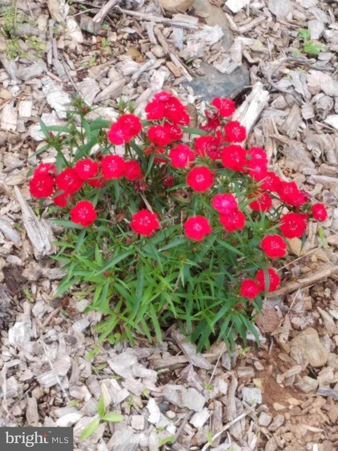151 Blue Ridge Avenue Chester Gap, VA 22623 - Photo 34 of 47 Lets think Spring