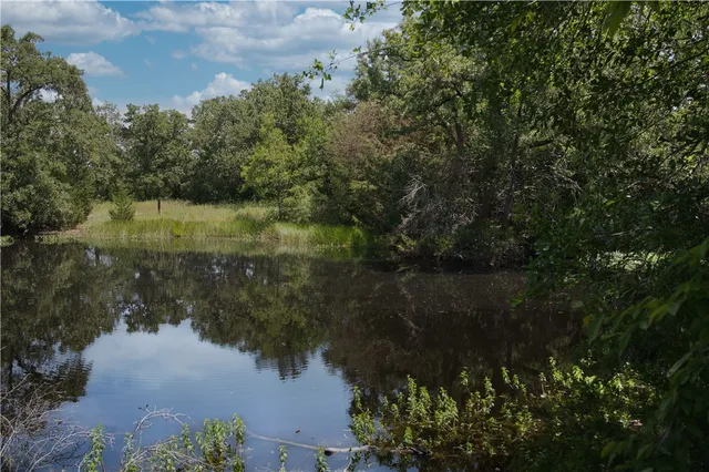 a view of a big yard with potted plants and big trees