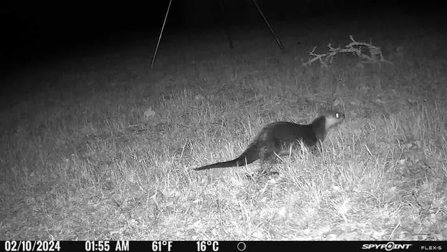 a view of grassy field with trees