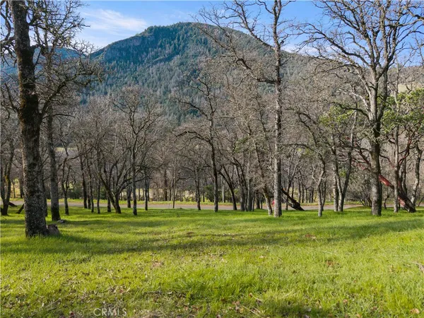 a garden view with trees