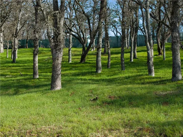 a huge green field with lots of trees