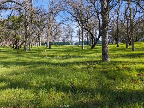 a view of a trees in a yard