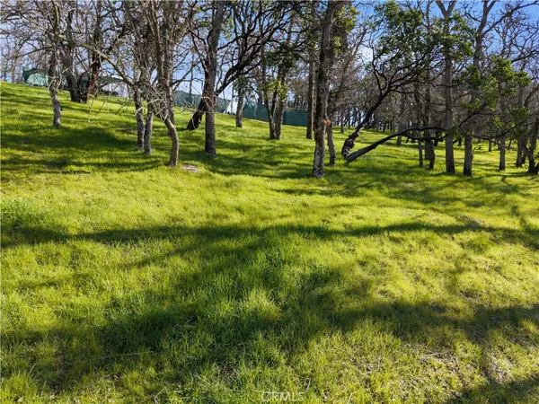a view of yard with trees