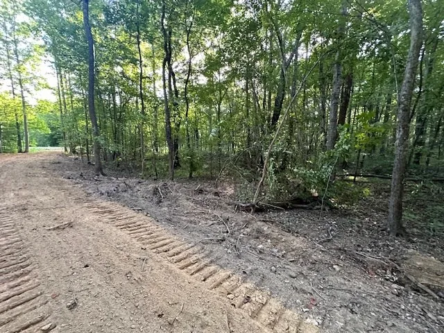 a view of a forest with trees in the background