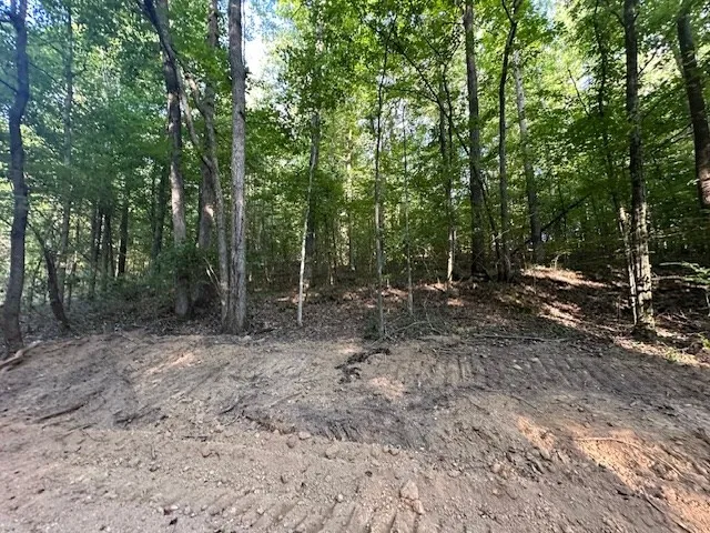 a view of a forest with trees in the background
