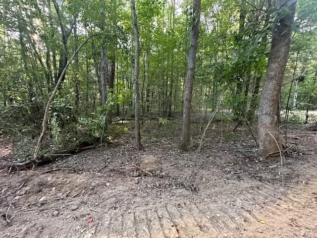 a view of a forest with trees in the background
