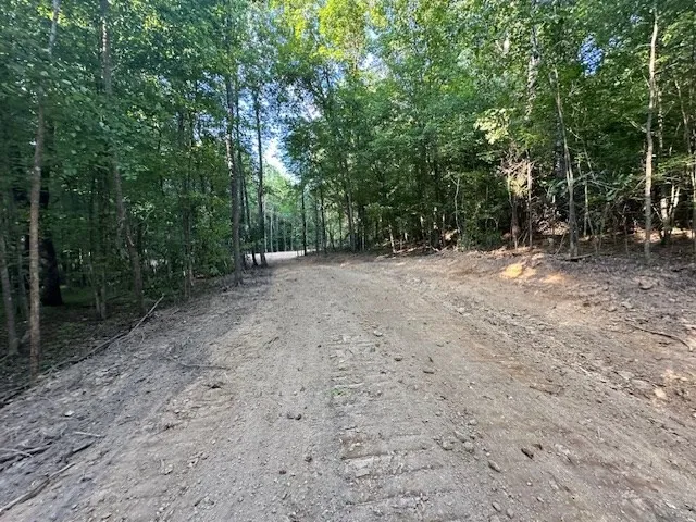 a view of a forest with trees in the background