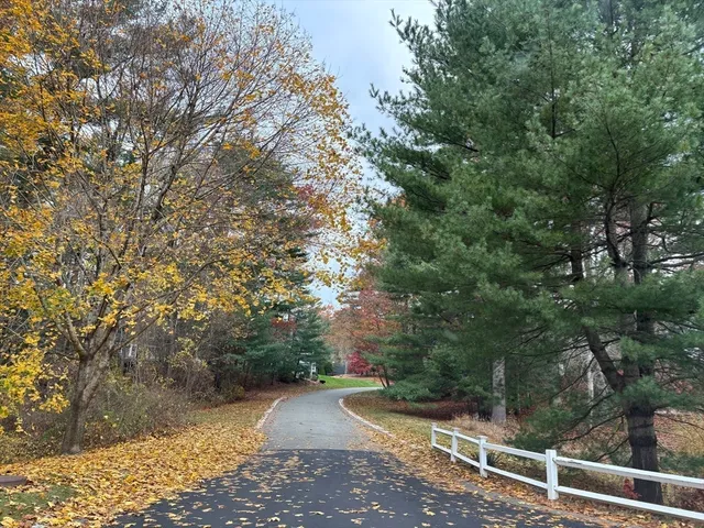 a view of a yard with plants and large trees