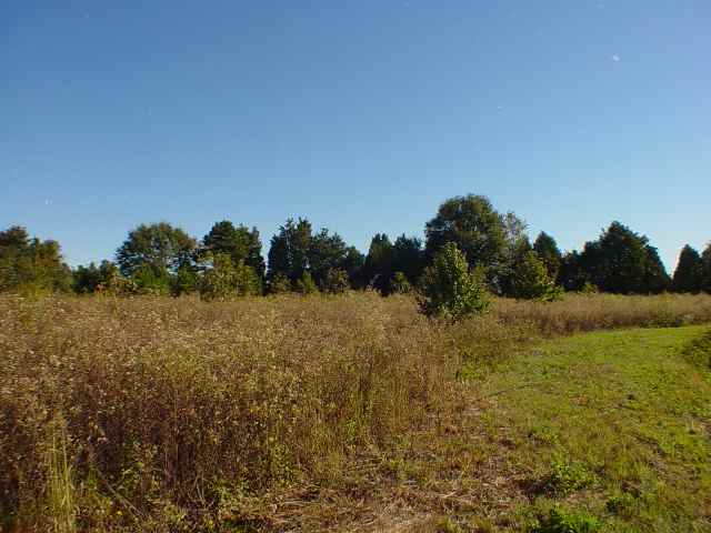 40.75-acres Brock Road Honea Path, SC 29654 - Photo 1 of 4