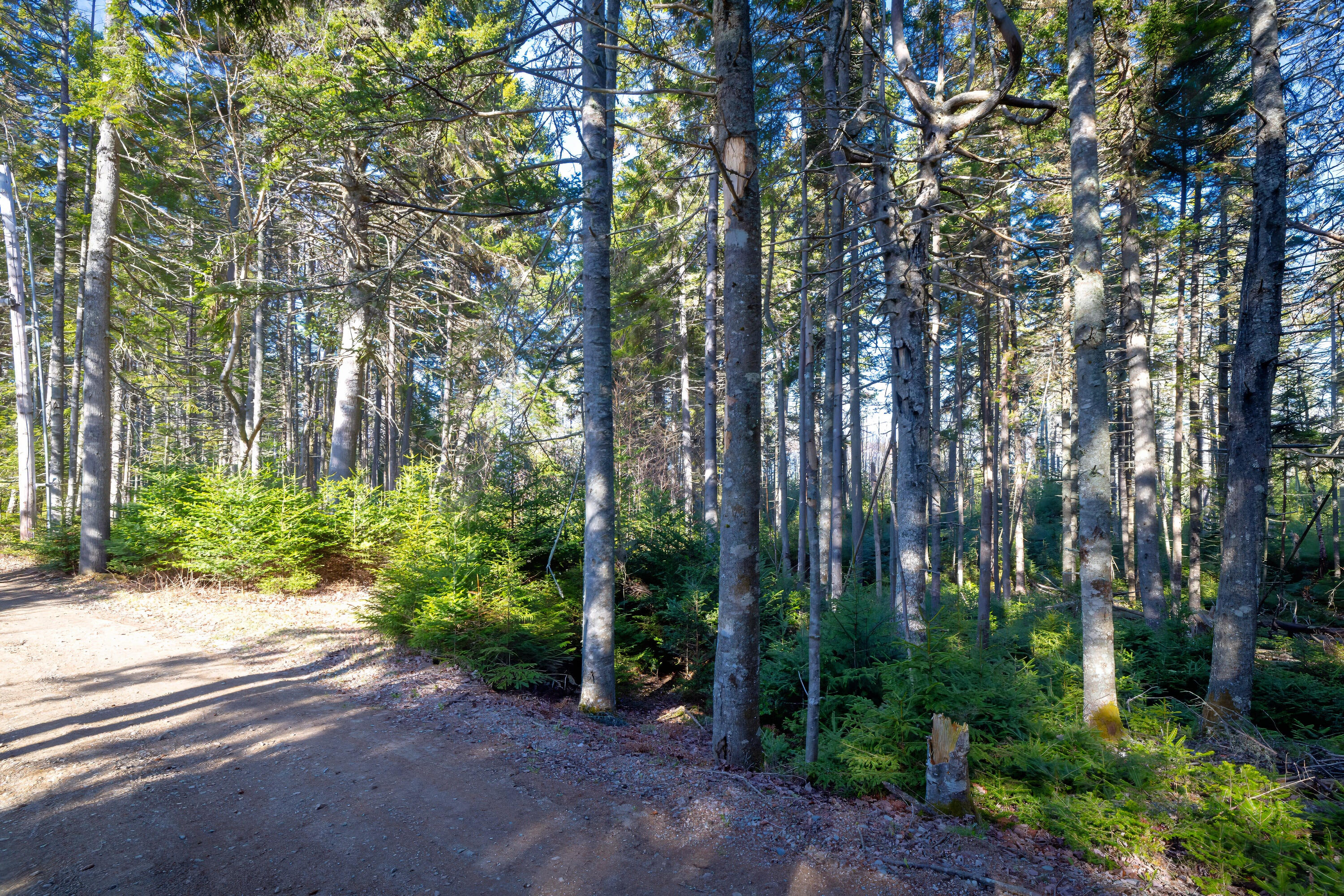 Lot 17 Wilderness Shore Road South Steuben, ME 04680 - Photo 11 of 12