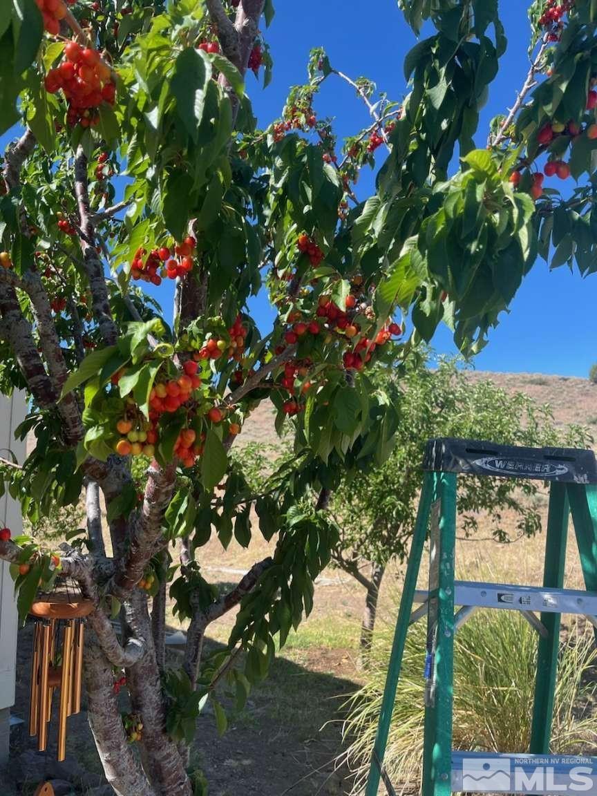 3395 Basque Oven Road Reno, NV 89510 - Photo 6 of 40 a picture of flowers