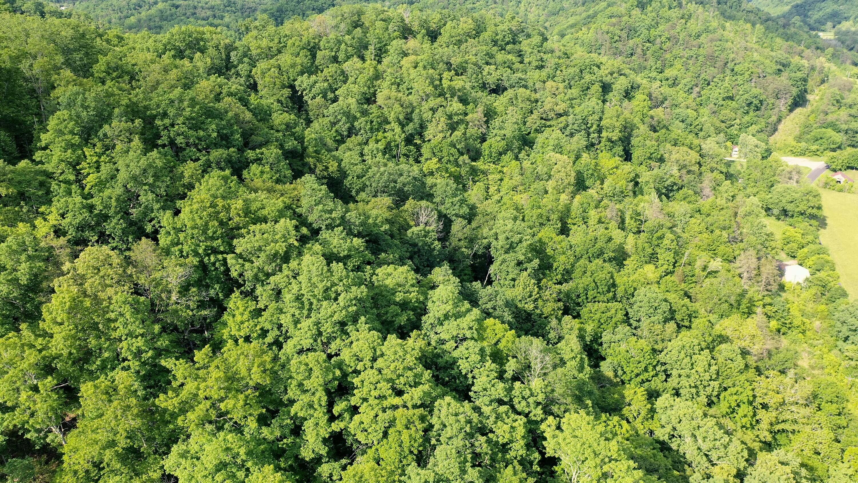 9692 Fairview Road Blackwater, VA 24221 - Photo 9 of 11 DJI_0342