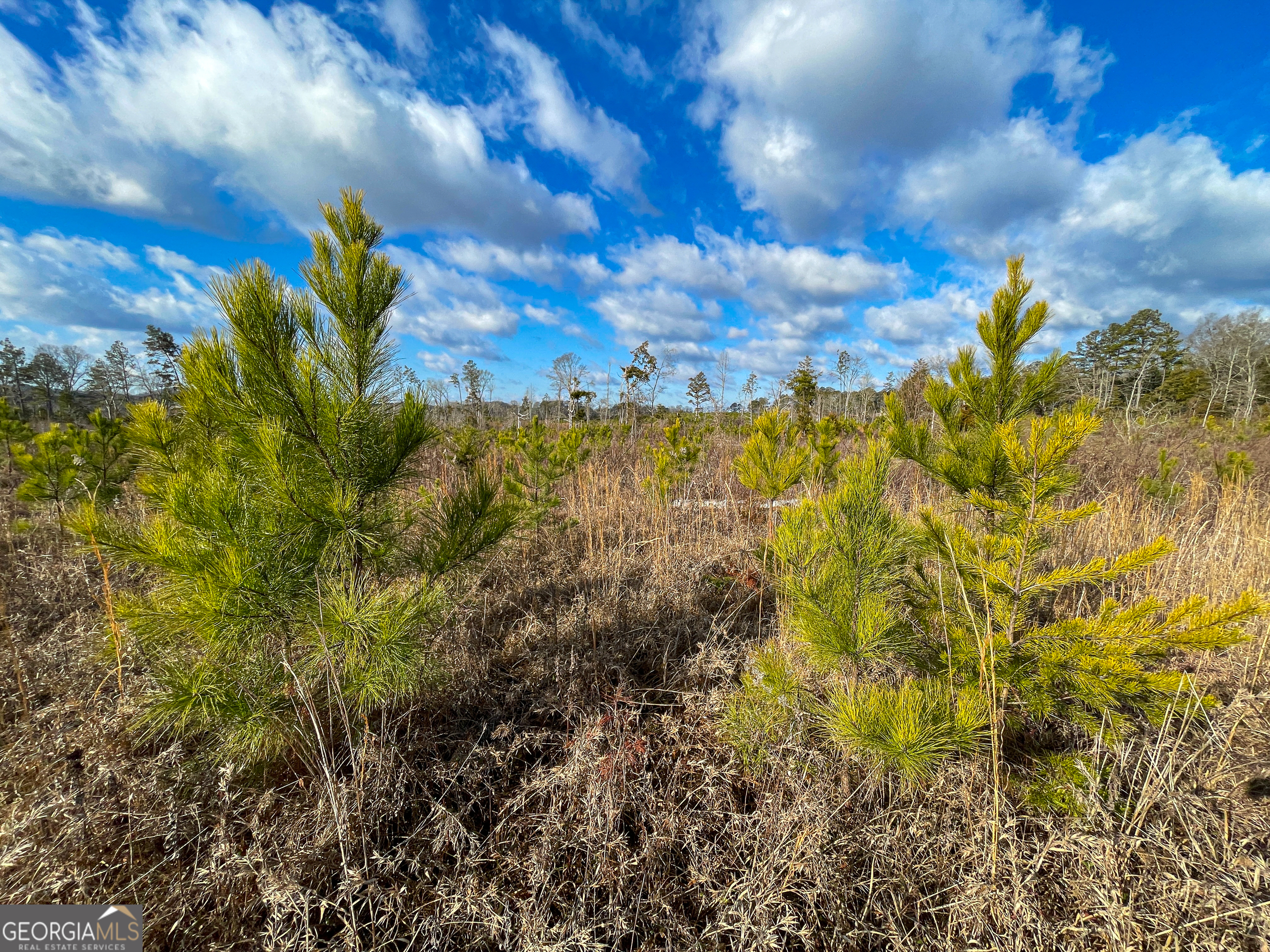 142 Acres On Judkin Mill Road Cedartown, GA 30125 - Photo 24 of 38