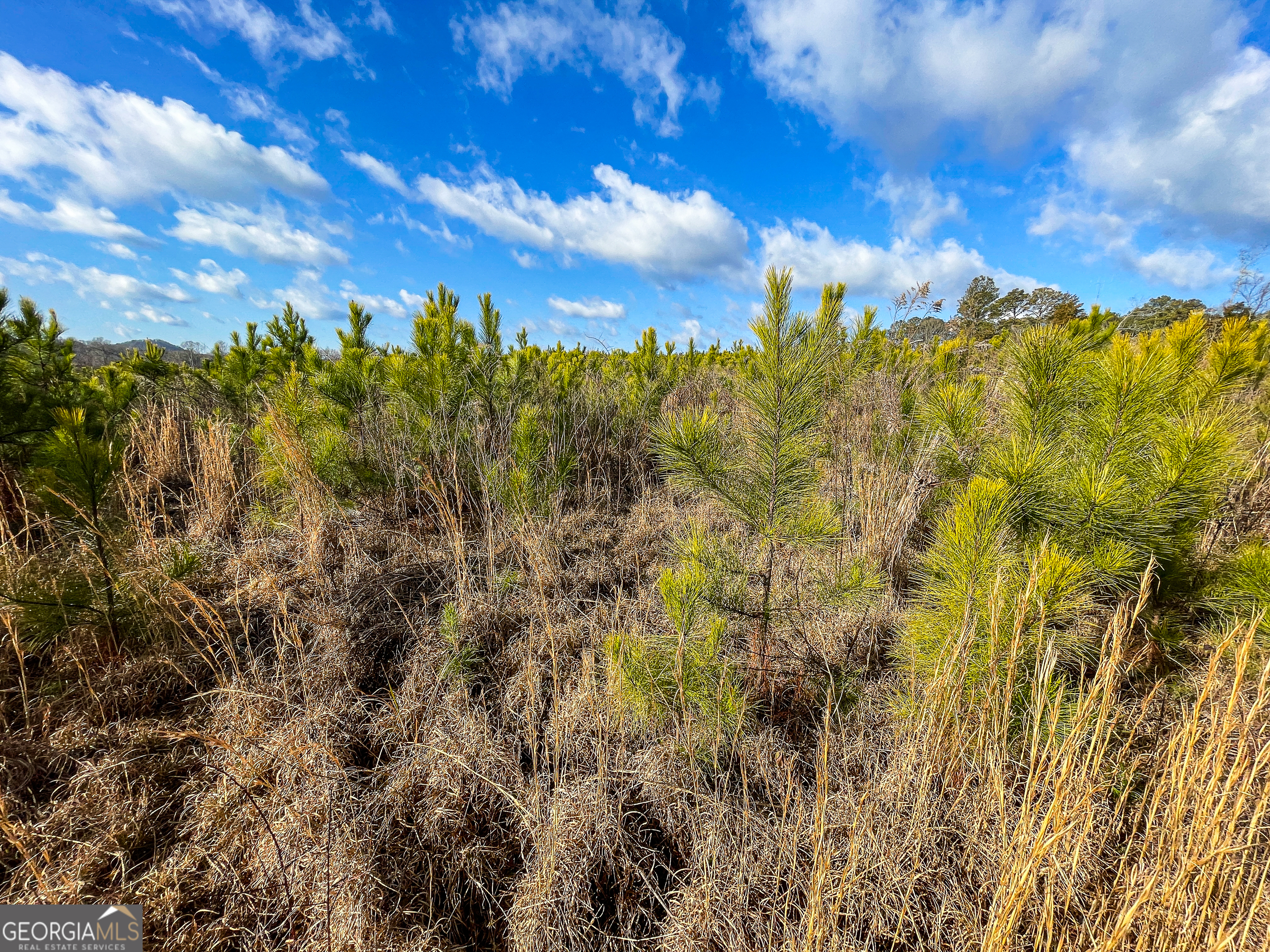 142 Acres On Judkin Mill Road Cedartown, GA 30125 - Photo 26 of 38
