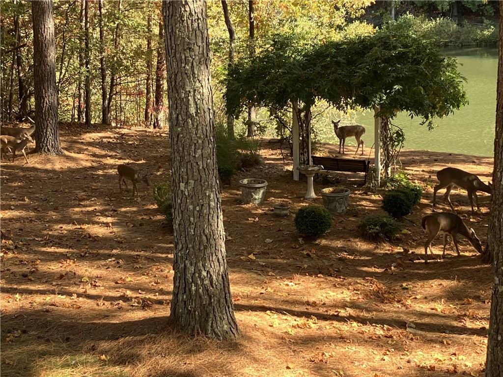404 Golden Delicious Road Clarkesville, GA 30523 - Photo 60 of 100