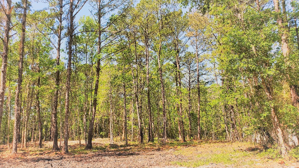 86675 Cardinal Road Yulee, FL 32097 - Photo 3 of 6 Gallery Image 3