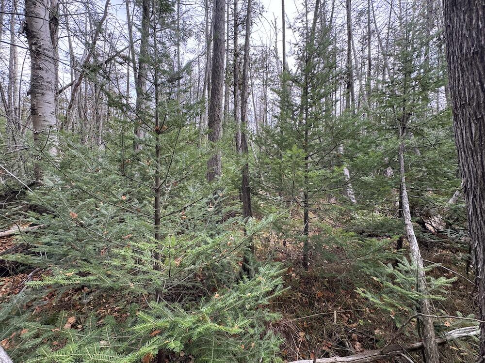 Vl Riverview Road Southeast Kalkaska, MI 49646 - Photo 10 of 40
