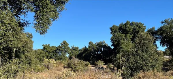 a view of a tree in a field with a tree in the background
