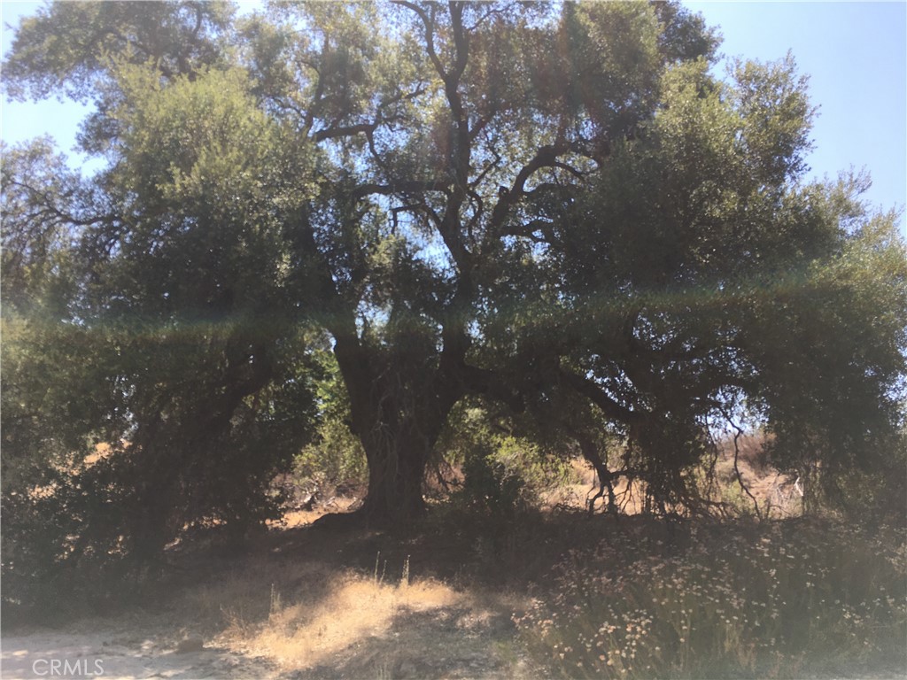 35010 Willow Creek Road Hemet, CA 92544 - Photo 12 of 26 a view of tree