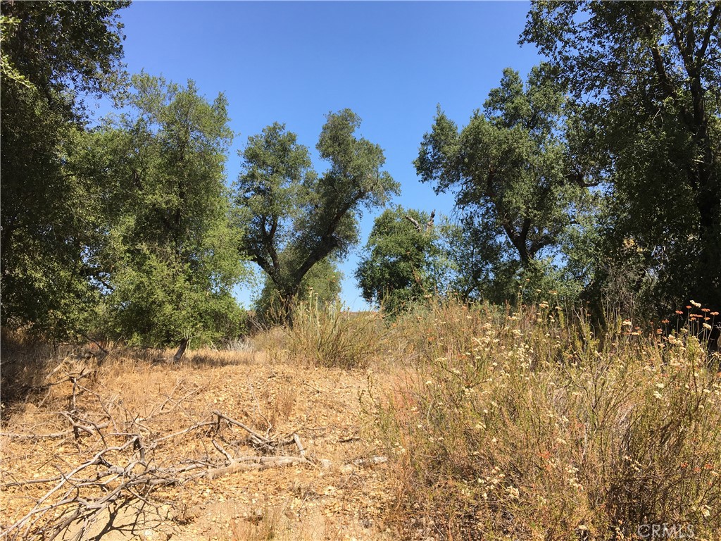 35010 Willow Creek Road Hemet, CA 92544 - Photo 13 of 26 a view of a yard covered with trees
