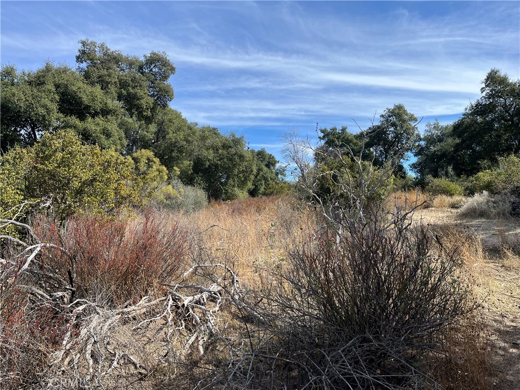 35010 Willow Creek Road Hemet, CA 92544 - Photo 14 of 26 a view of a yard with a tree