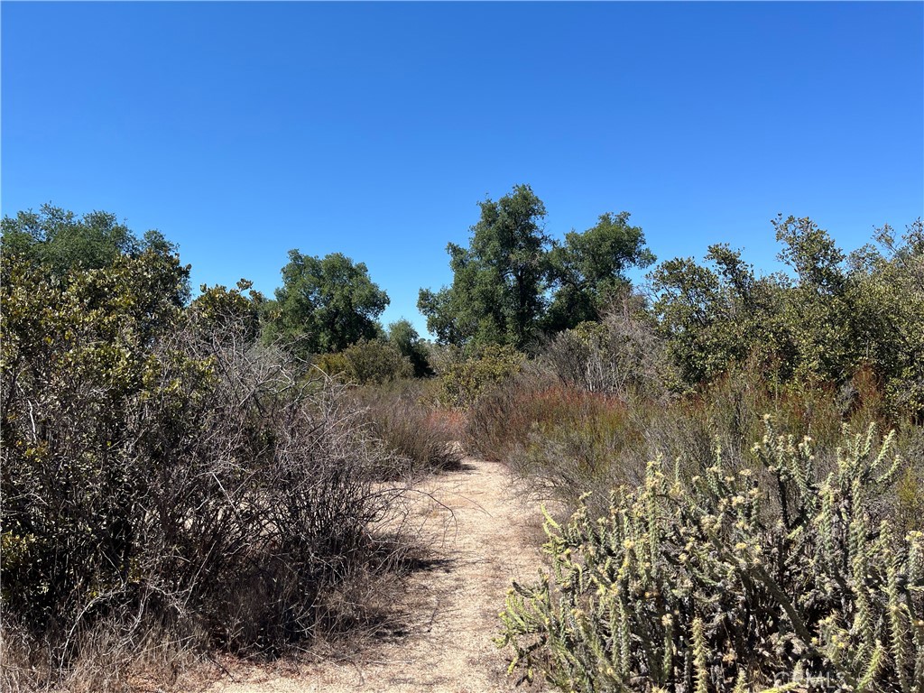 35010 Willow Creek Road Hemet, CA 92544 - Photo 17 of 26 a view of a yard with a tree