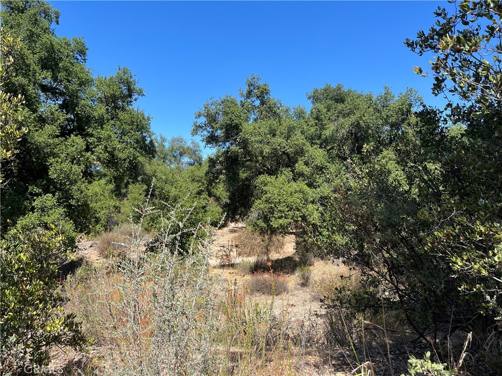 35010 Willow Creek Road Hemet, CA 92544 - Photo 18 of 26 a view of a yard with a tree