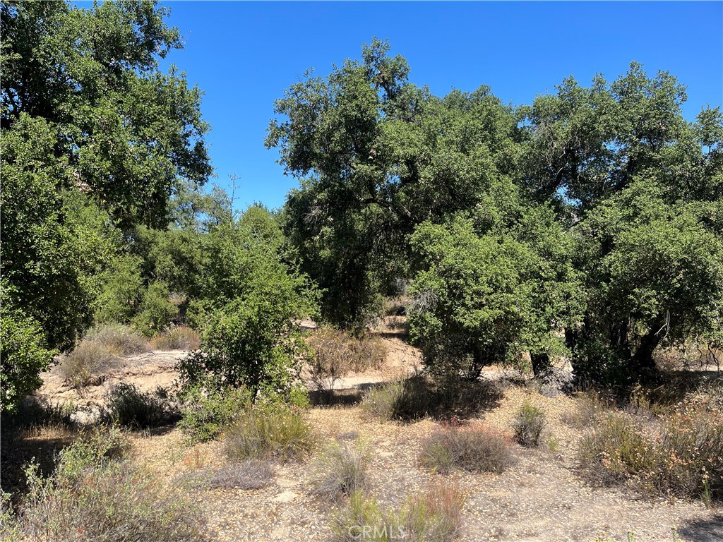 35010 Willow Creek Road Hemet, CA 92544 - Photo 19 of 26 a view of a forest filled with trees