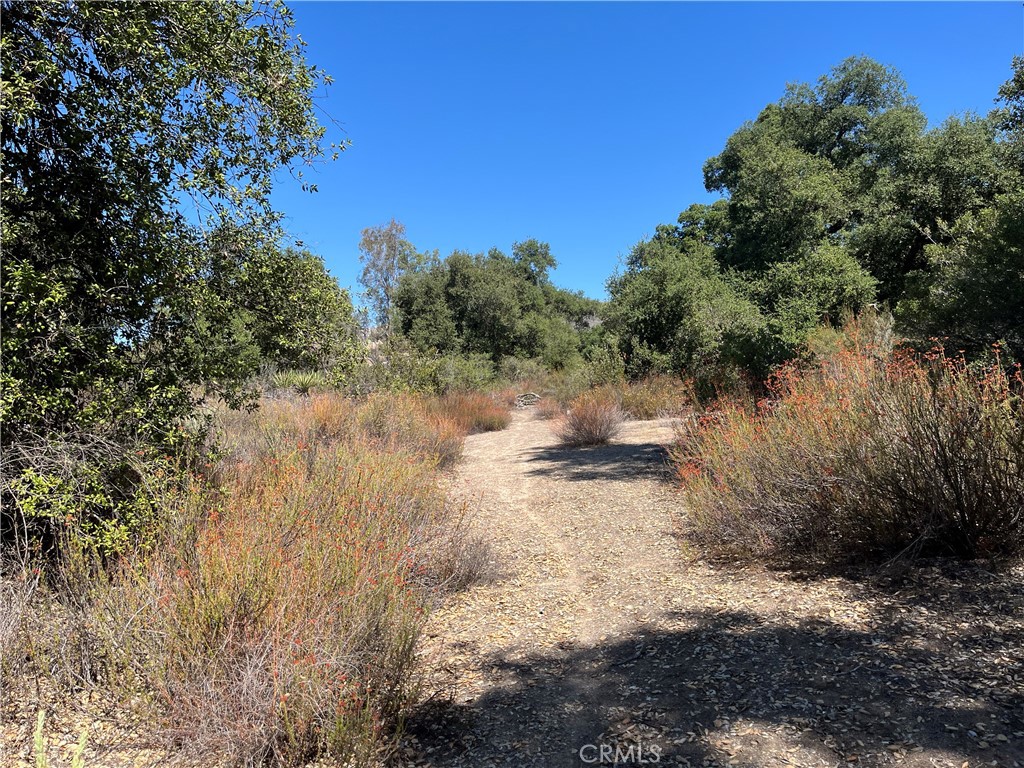 35010 Willow Creek Road Hemet, CA 92544 - Photo 21 of 26 a view of a yard with a tree