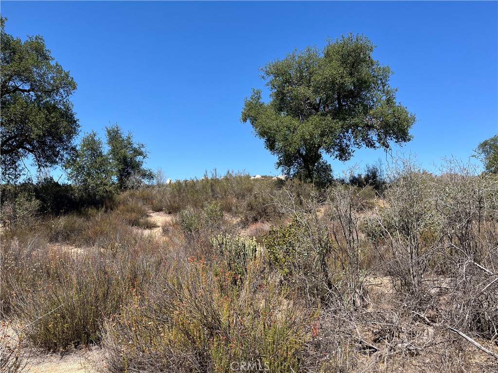 35010 Willow Creek Road Hemet, CA 92544 - Photo 22 of 26 a plant that is in a field
