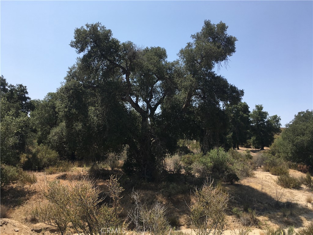 35010 Willow Creek Road Hemet, CA 92544 - Photo 3 of 26 a view of a tree in a yard