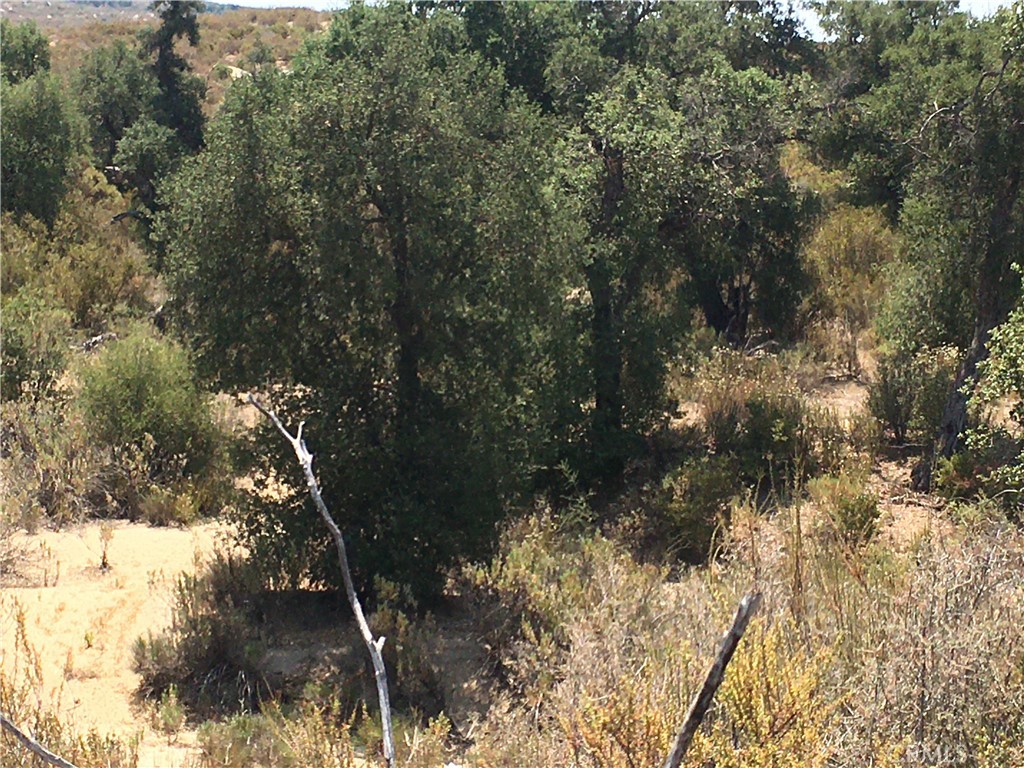 35010 Willow Creek Road Hemet, CA 92544 - Photo 6 of 26 a view of a tree in a yard