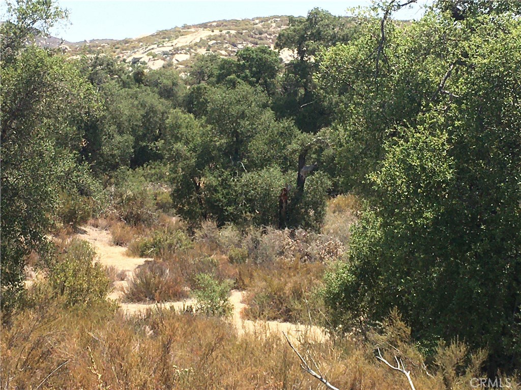 35010 Willow Creek Road Hemet, CA 92544 - Photo 8 of 26 a view of a yard with a tree