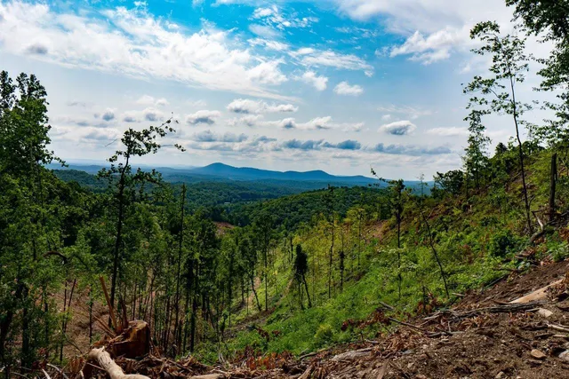 a view of a bunch of trees and bushes