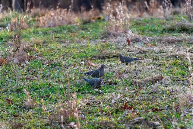 a view of outdoor space and a yard