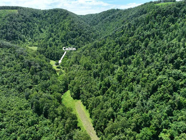 a view of a lush green forest with trees in the background
