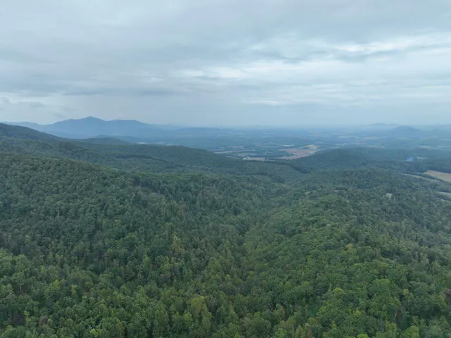 a view of a lush green forest with a mountain