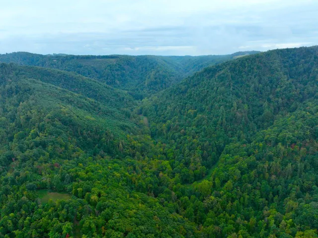a view of a big yard with large trees